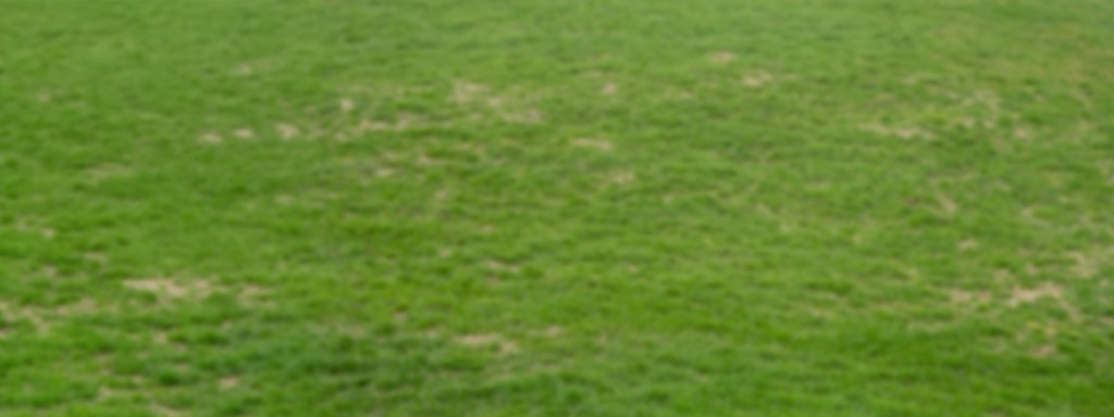 Lawn